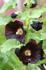 Schwarze Stockrosen (alcea rosea) Blüten