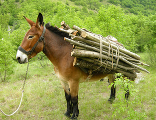 Lastesel