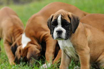 Boxerwelpe 59