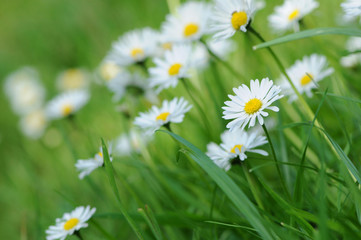 G&auml;nsebl&uuml;mchen 16