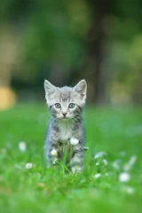 Cercles muraux Chat Gray cat posing outside