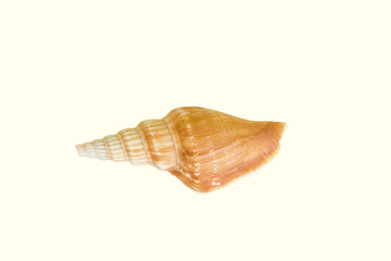 shell
