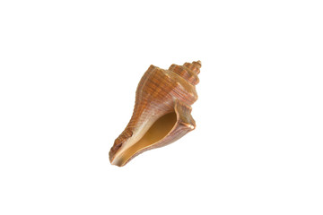 shell