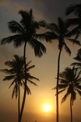 Obraz premium palmtree against dawn lights
