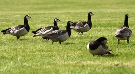 Barnacle goos