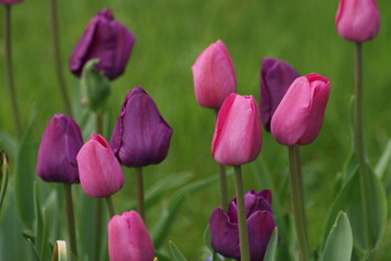Tulipes