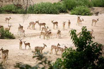 Schwarzfersenimpalas