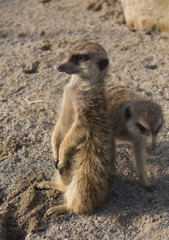 Fototapeta premium Erdmännchen (Suricata suricatta)