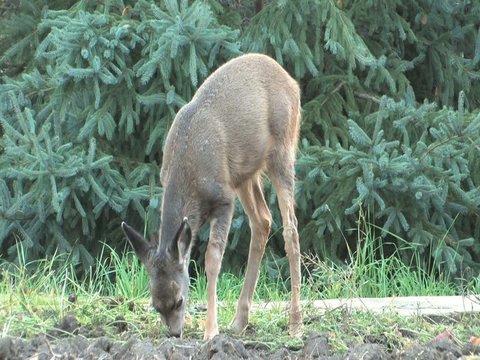 Fawn grazing on the last of the carrots in garden