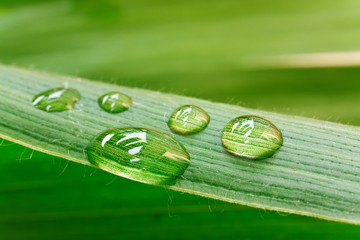Wassertropfen auf Blatt