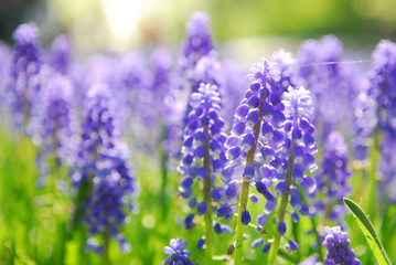 grape hyacinth in keukenhof holland