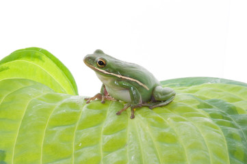 Green Treefrog on Hosta Leaf