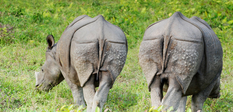 2 rhino's in chitwan NP nepal