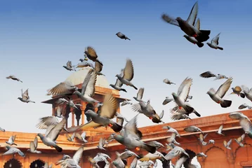 Rolgordijnen pigeons at mosque in delhi india © dzain