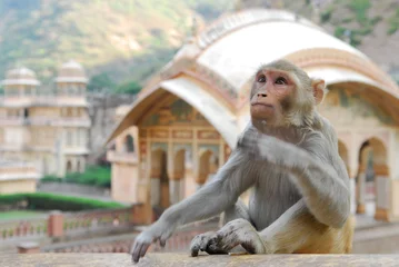 Deurstickers monkey temple in india © dzain