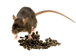 Funny rat eat sunflower seeds isolated on white