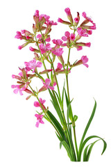 Dilleniidae Wild Flowers