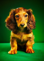 puppy dachshund
