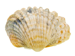 sea shells, beach holiday travel destinations