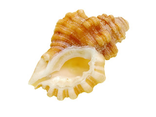 sea shells, beach holiday travel destinations