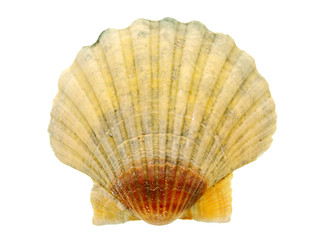 Obraz premium sea shells, beach holiday travel destinations