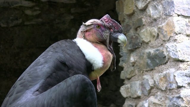 condor des andes