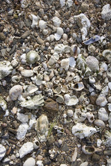 many shells on a beach