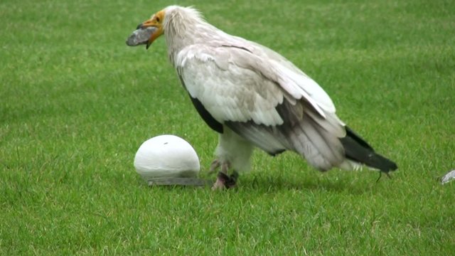 vautour percnopt&egrave;re se r&eacute;galant