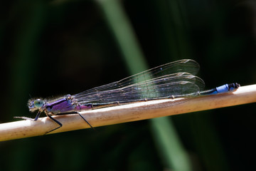 Libelle am See