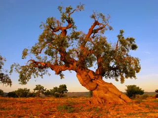 Deurstickers Olijfboom oude olijfboom