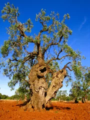 ancient olive tree