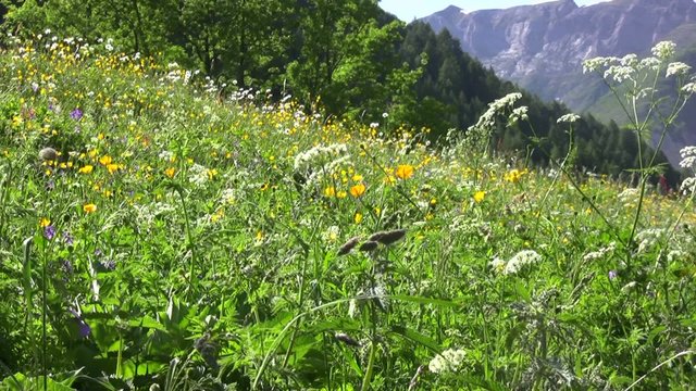 p&acirc;turages des Pyr&eacute;n&eacute;es