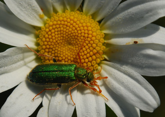 Bug