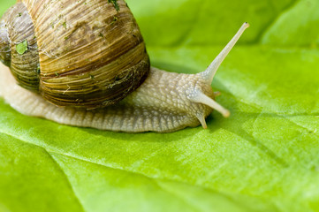 Schnecke