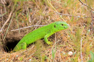 Reptile, lizard