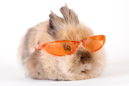 Brown Bunny With Sunglasses, Isolated On White