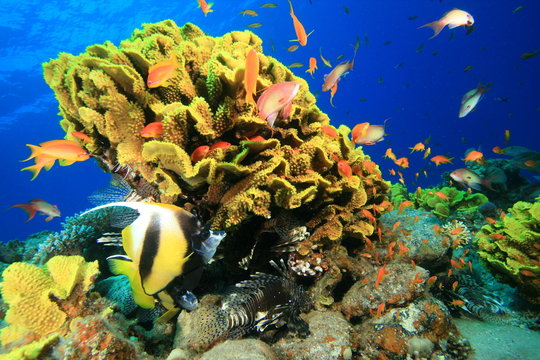Cabbage Coral and Fish