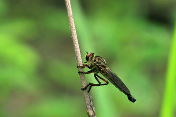 pirates of the tabanidae