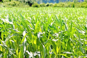 Die Farbe des Sommers