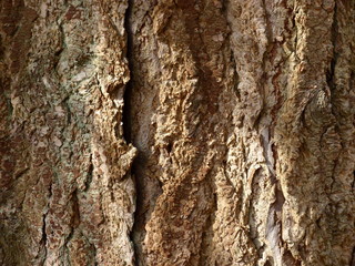 Tree Bark
