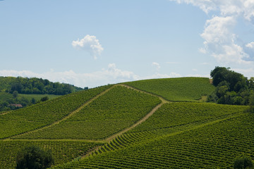 Vineyards on hill in Piedmont, Italy