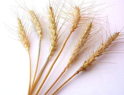 dried wheat close up
