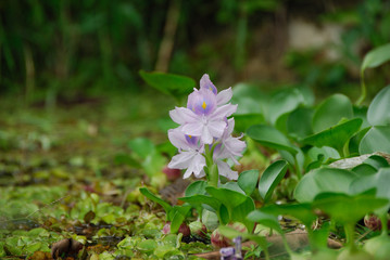 Water hyacinth - (eichhornia crassipes)