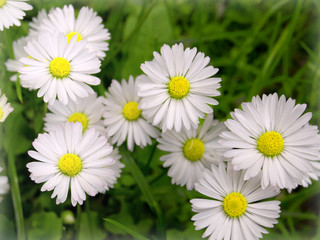 Daisies