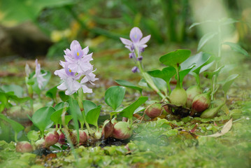 Water hyacinth - (eichhornia crassipes)