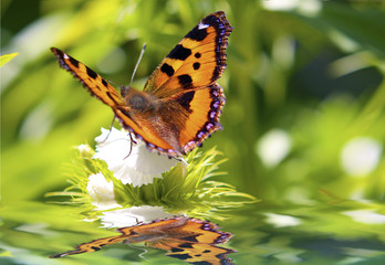 Schmetterling,Sommerzeit