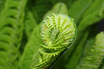 aufgehender Farn im Garten