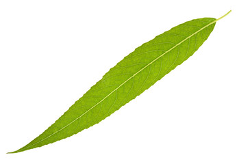 Fototapeta na wymiar Willow leaf