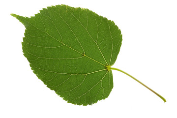 Fototapeta premium linden leaf