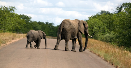 Fototapeta na wymiar Elephant Family